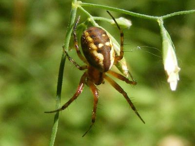 Tuftlegged orbweaver