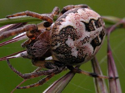 Furrow orbweaver