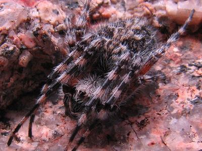 Orbweaver