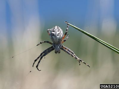 Northern orb weaver