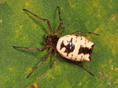 White micrathena
