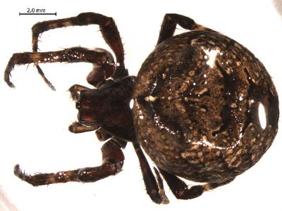 Fierce orbweaver