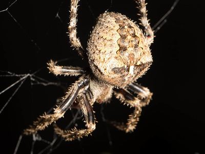 Araneus andrewsi