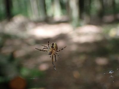 Nordmann's orbweaver spider