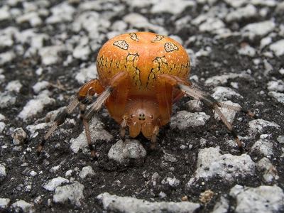 Marbled orbweaver