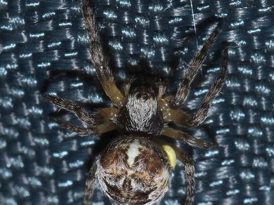 Giant lichen orbweaver