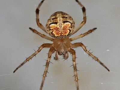 Butterfly orbweaver