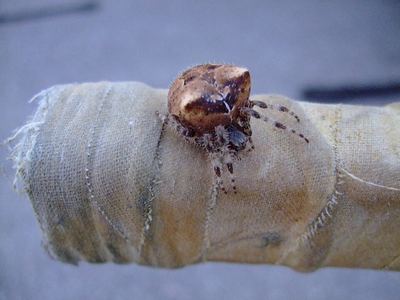 Cat-faced spider