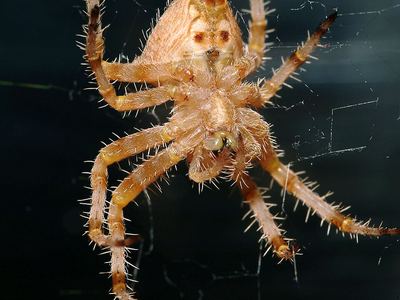Texas orbweaver