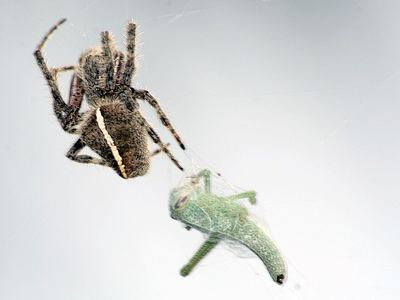 Gem-shaped orbweaver
