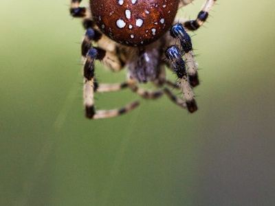 Shamrock orbweaver