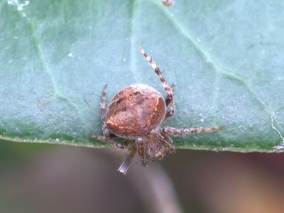 California orbweaver
