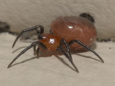 Related species: Hypsosinga rubens