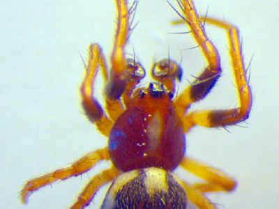 Hypsosinga albovittata