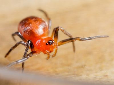 Meadow dark-eyed orbweaver