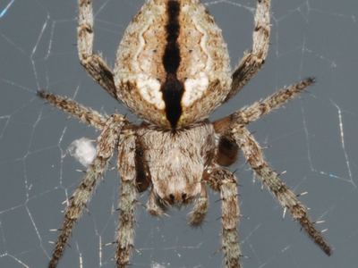 Humpbacked orbweaver