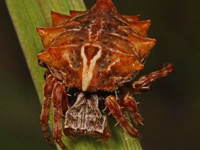 Starbellied orbweaver