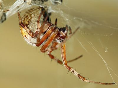 Labyrinth orbweaver