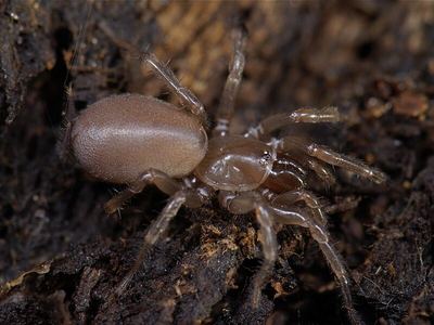Tawny dwarf tarantula