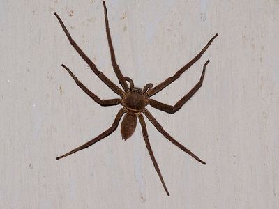 Huntsman spider