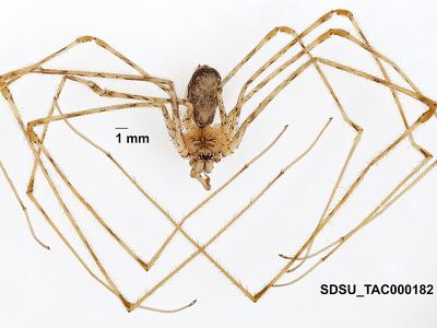 Hypochilus coylei