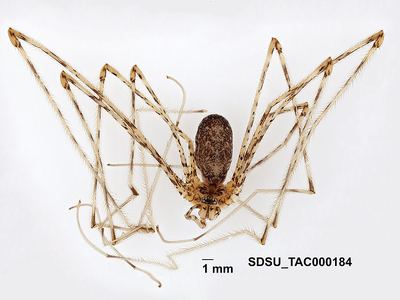 Hypochilus sheari