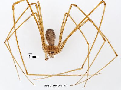 Hypochilus gertschi