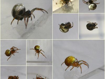 Ray spider