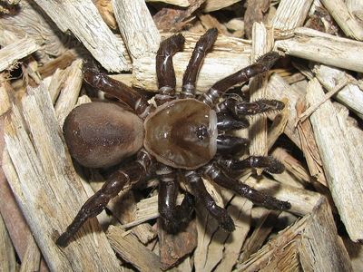 California trapdoor spider