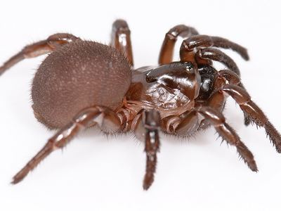 Thevenet's trapdoor spider