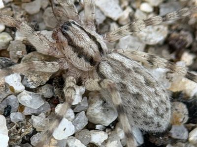 Syspira longipes