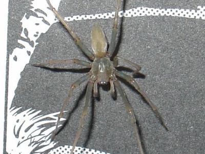 Yellow sac spider