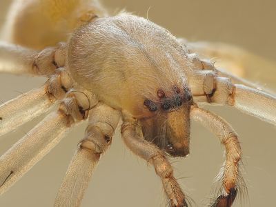 Northern yellow sac spider