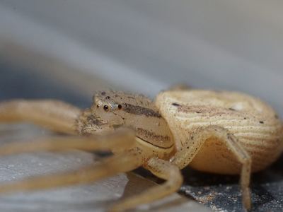 Xysticus luctans