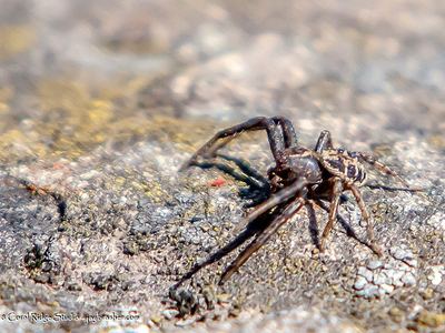 Emerton's crab spider