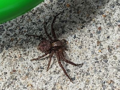 Xysticus ampullatus