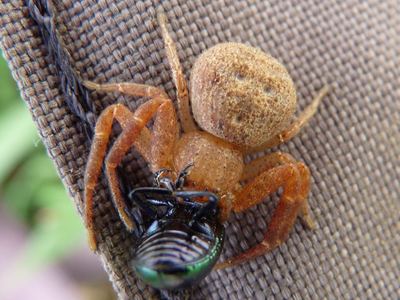 Deadly ground crab spider