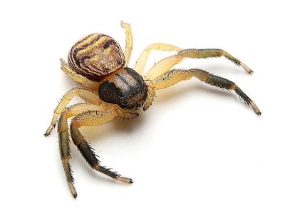 Xysticus texanus