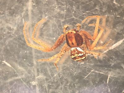 Threebanded crab spider