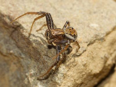 Xysticus californicus