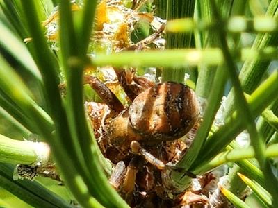 Xysticus apachecus