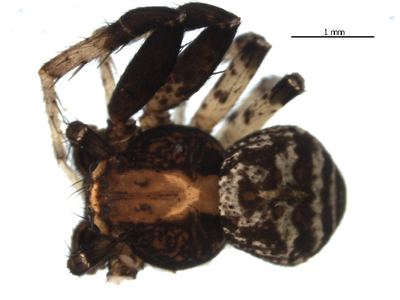 Brotherly ground crab spider