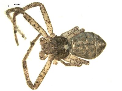 Tuberculated crab spider