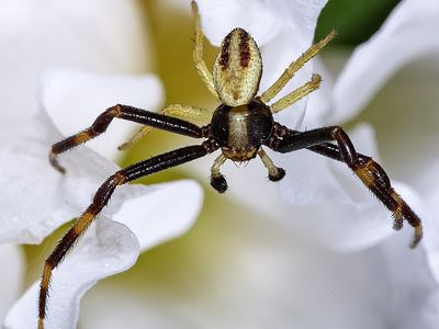 Goldenrod crab spider