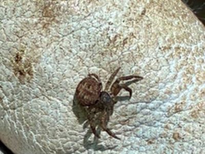 Bassaniana floridana
