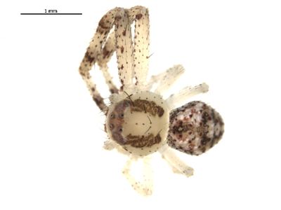 Misumenops bellulus