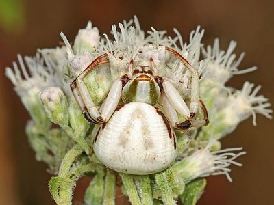 Whitebanded crab spider