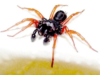 Red-legged purseweb spider