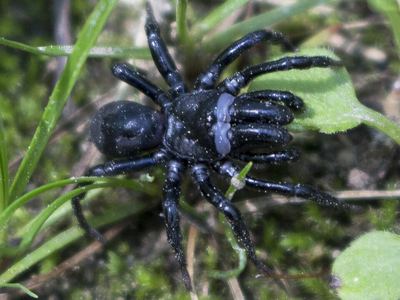 Black purse-web spider