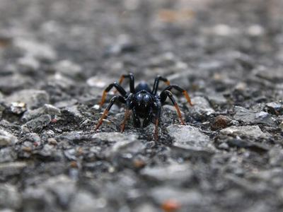 Atlantic purse-web spider